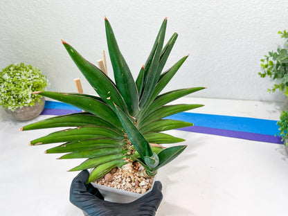 Sansevieria Sawasdee XXL | Choose your own Plants | (D4)