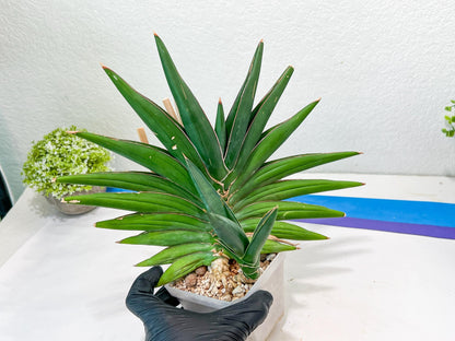 Sansevieria Sawasdee XXL | Choose your own Plants | (D4)