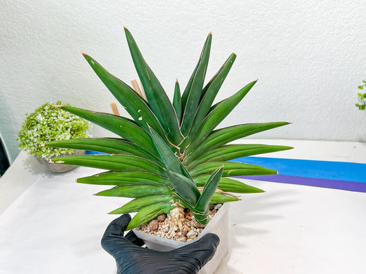 Sansevieria Sawasdee XXL | Choose your own Plants | (D4)