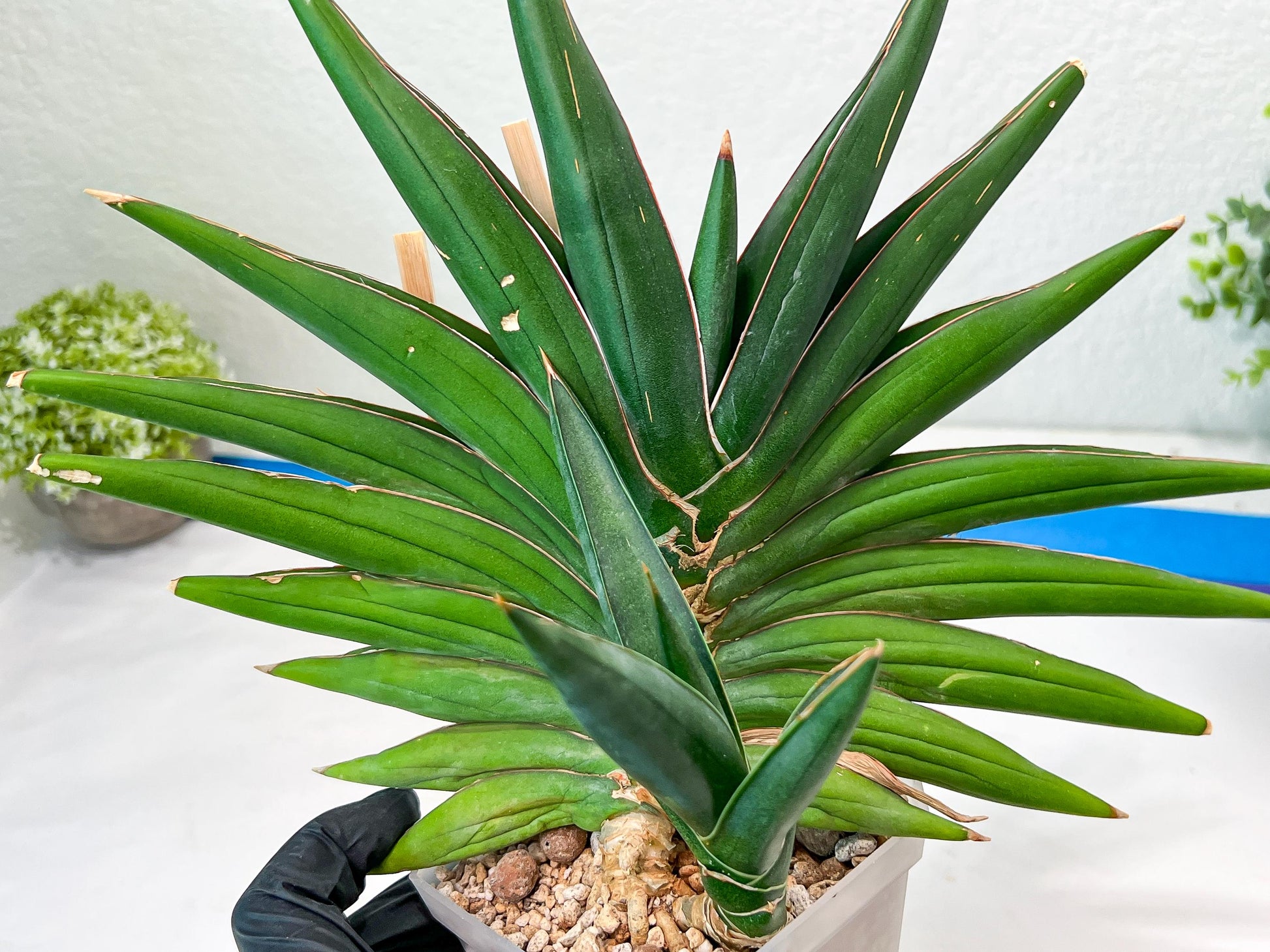 Sansevieria Sawasdee XXL | Choose your own Plants | (D4)