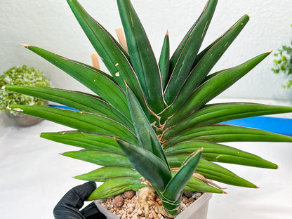 Sansevieria Sawasdee XXL | Choose your own Plants | (D4)