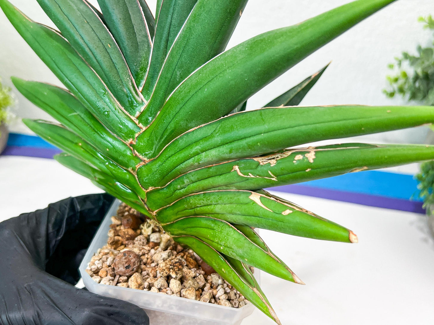 Sansevieria Sawasdee XXL | Choose your own Plants | (D4)