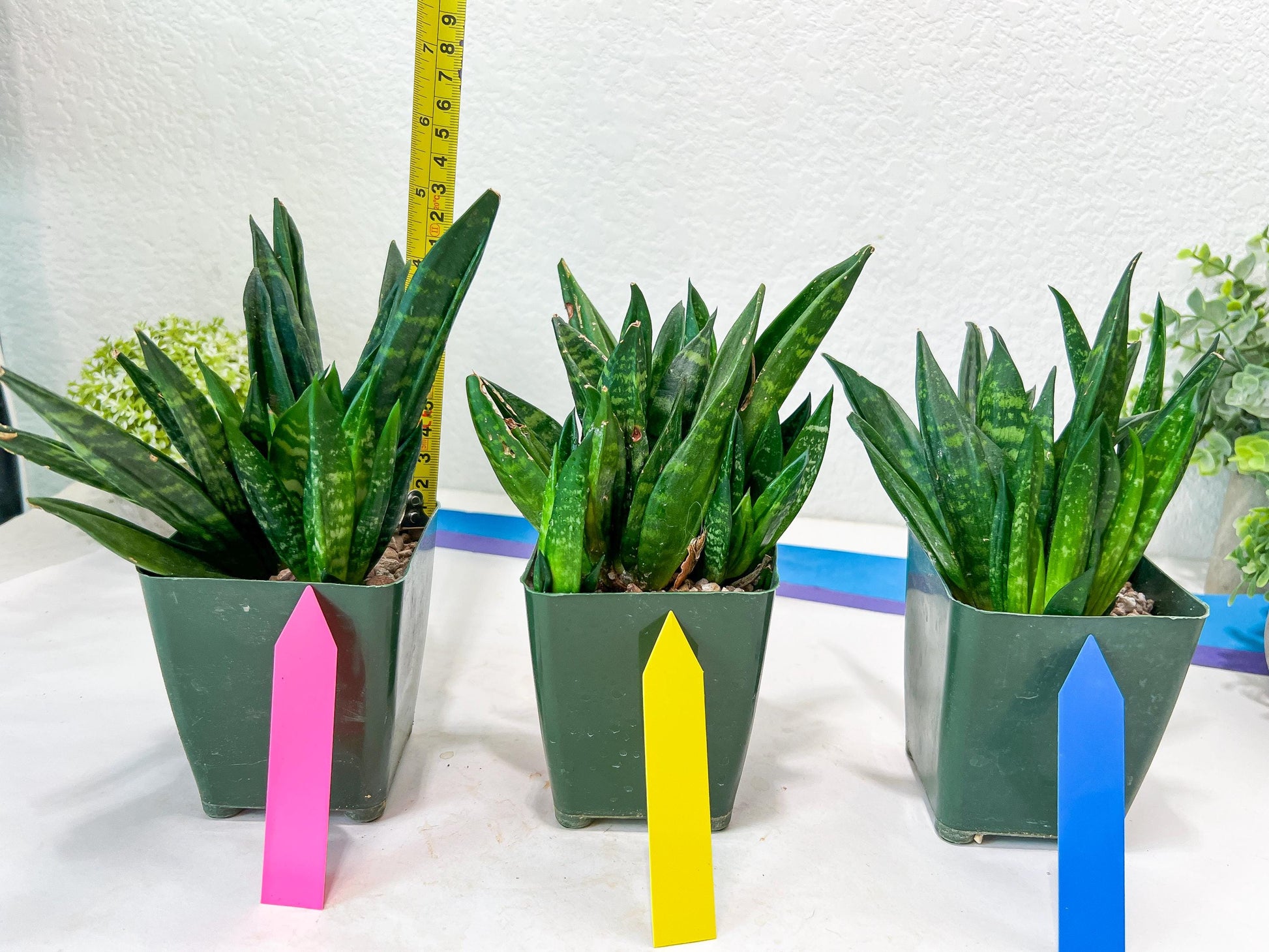 Sansevieria Gaster XL (Y) | Snake Plant | Imported Plants