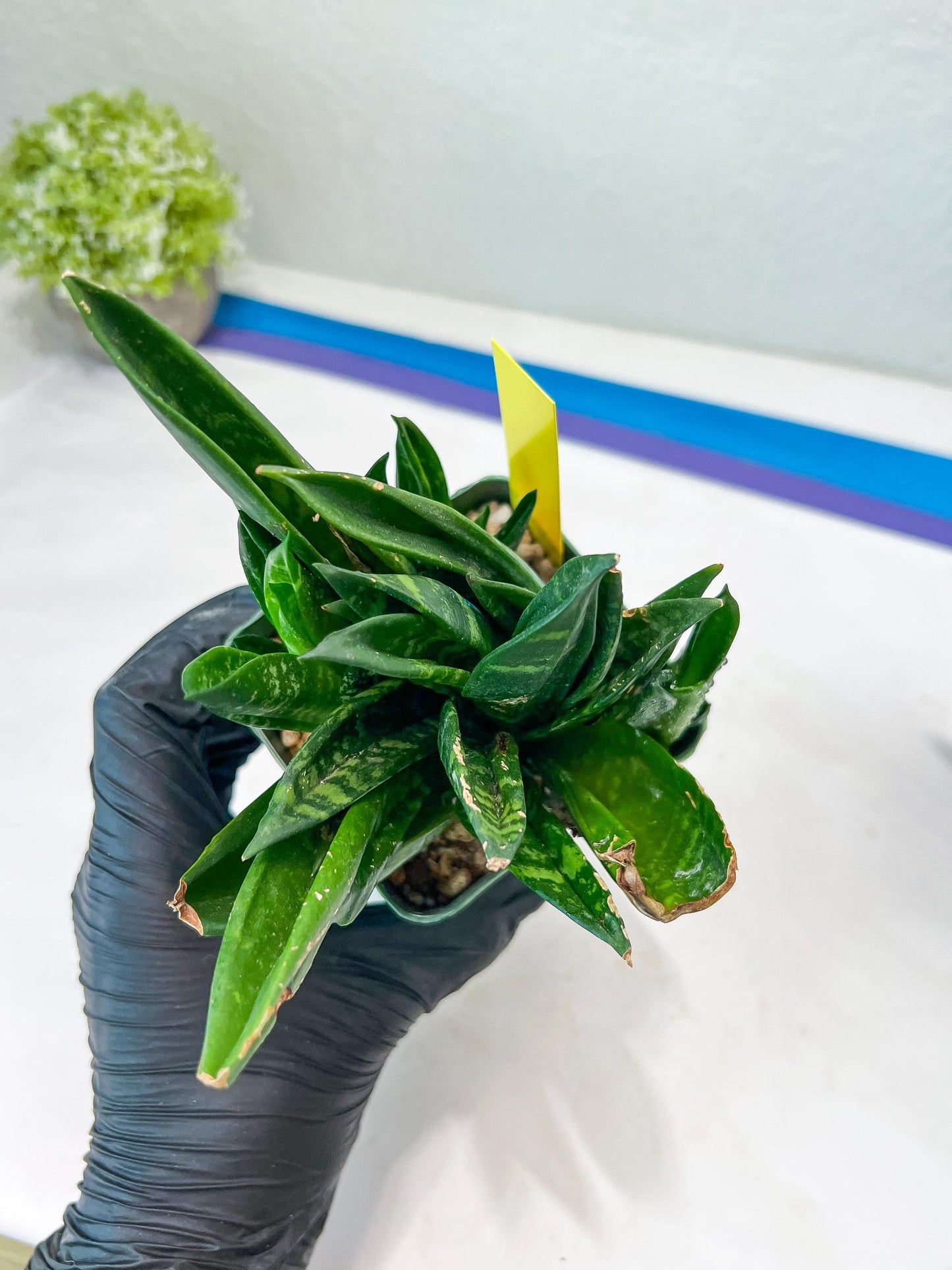 Sansevieria Gaster XL (Y) | Snake Plant | Imported Plants
