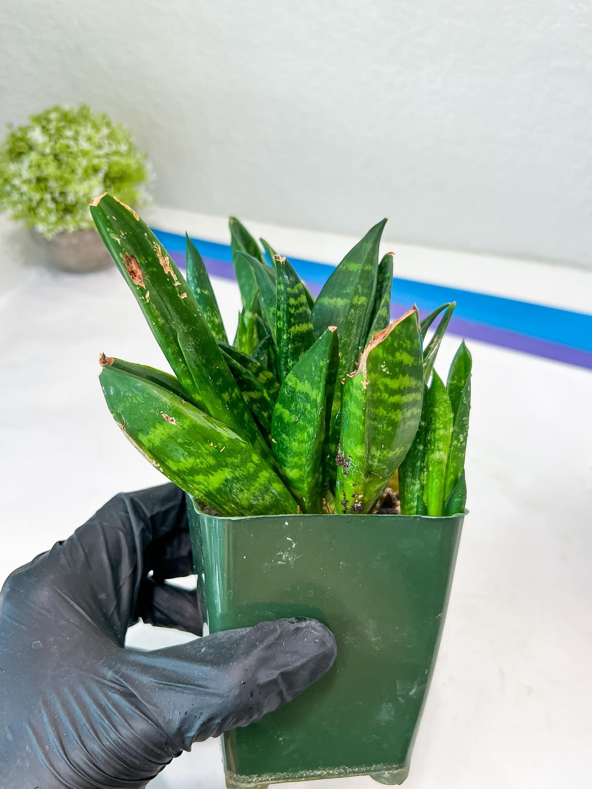 Sansevieria Gaster XL (Y) | Snake Plant | Imported Plants