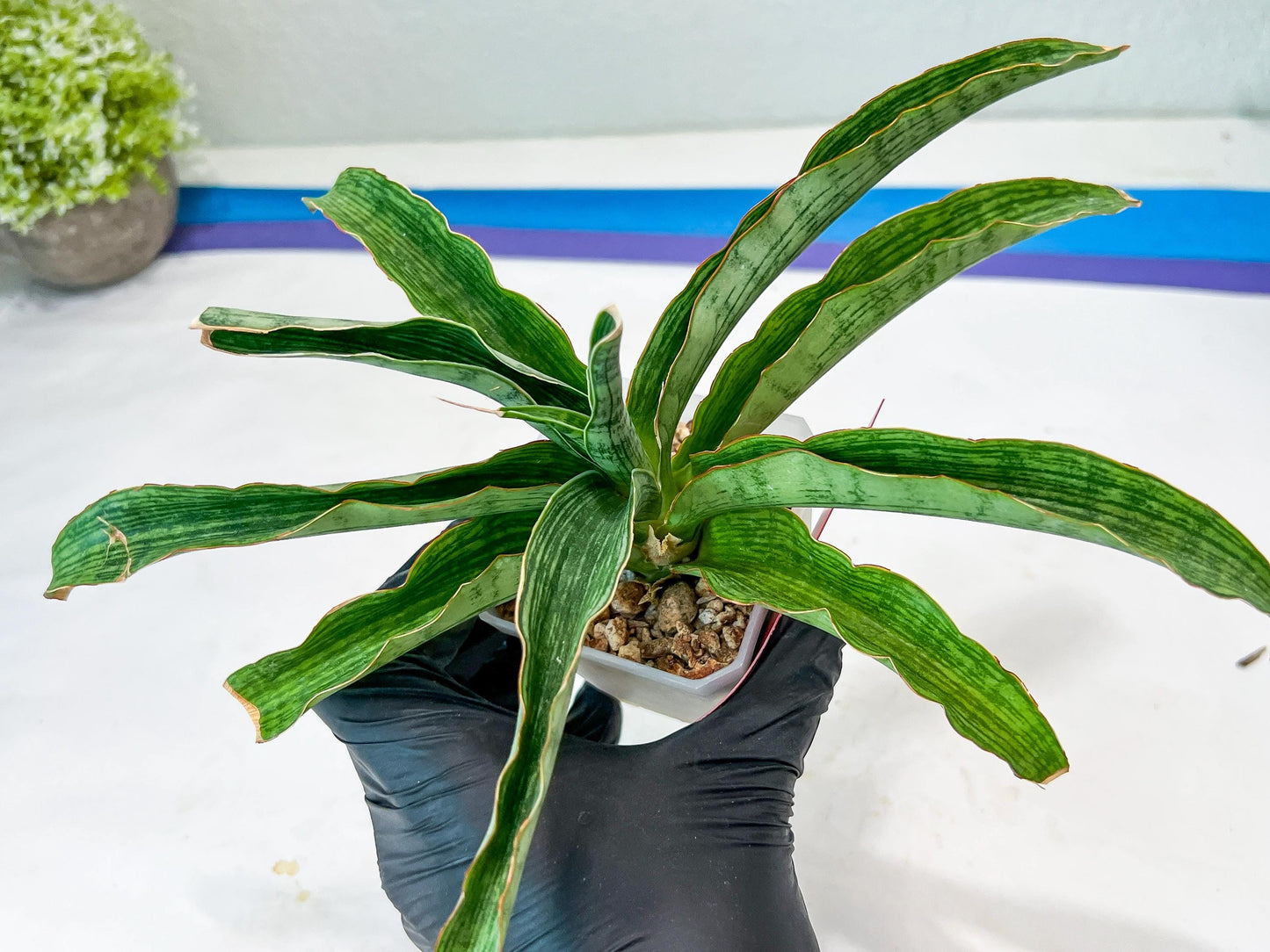 Sansevieria Laily (#H57) | Imported Hybrids