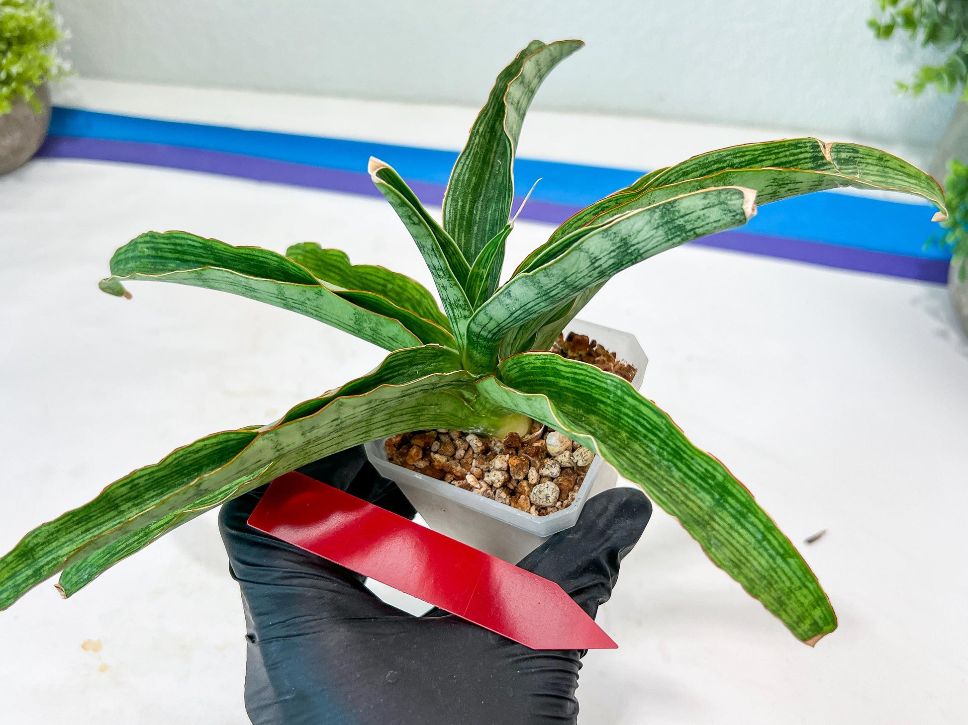 Sansevieria Laily (#H57) | Imported Hybrids