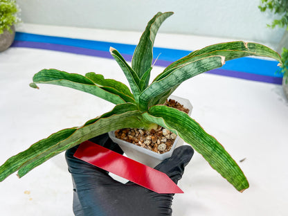Sansevieria Laily (#H57) | Imported Hybrids