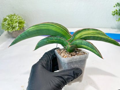 Sansevieria Robusta Var (Green) | Shipping DMG, Leaf Will Grow Back