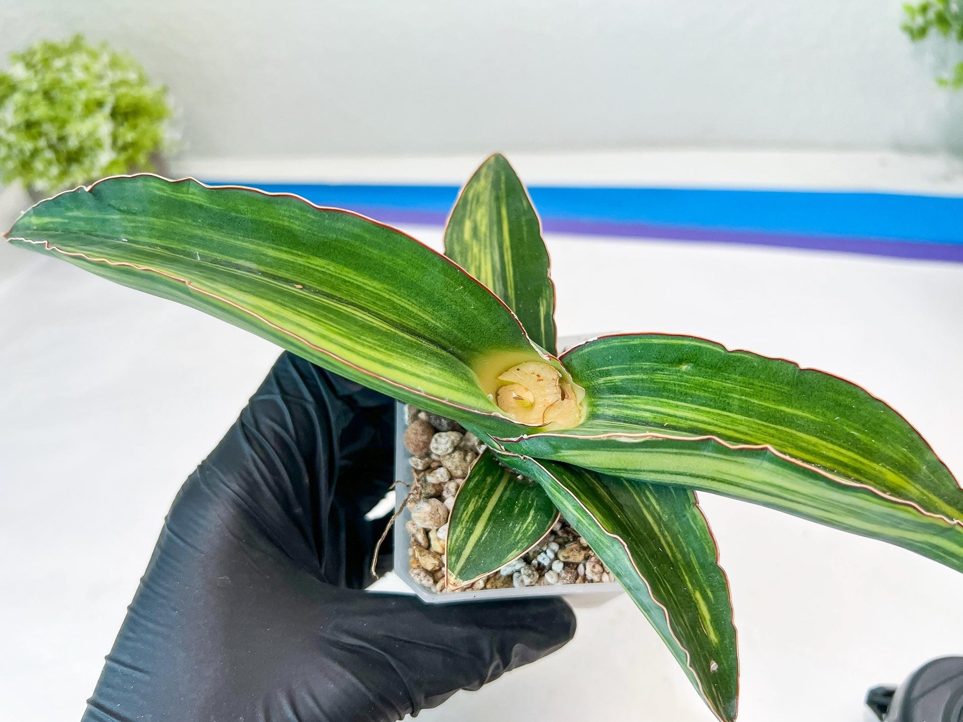 Sansevieria Robusta Var (Green) | Shipping DMG, Leaf Will Grow Back