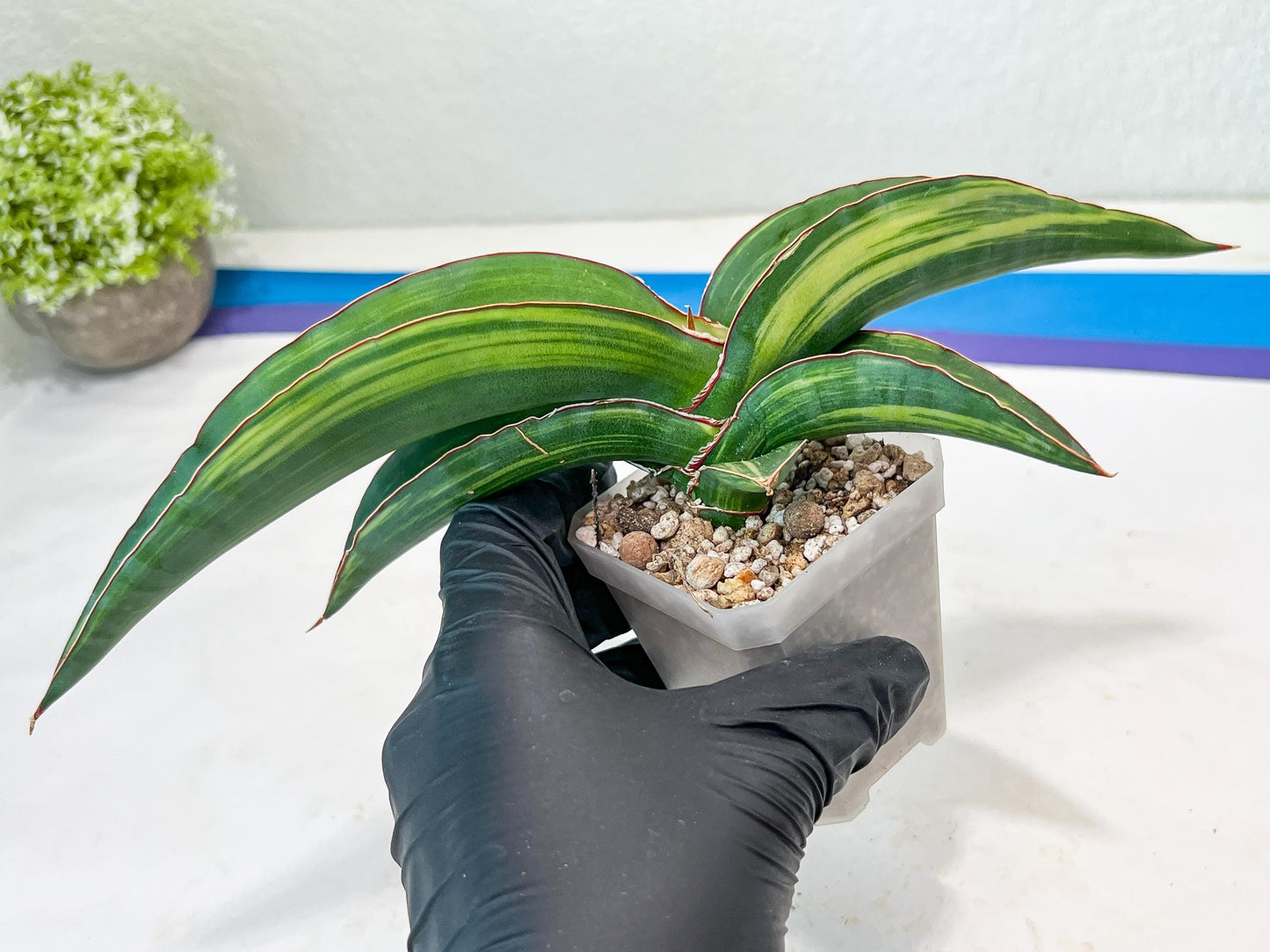 Sansevieria Robusta Var (Green) | Shipping DMG, Leaf Will Grow Back