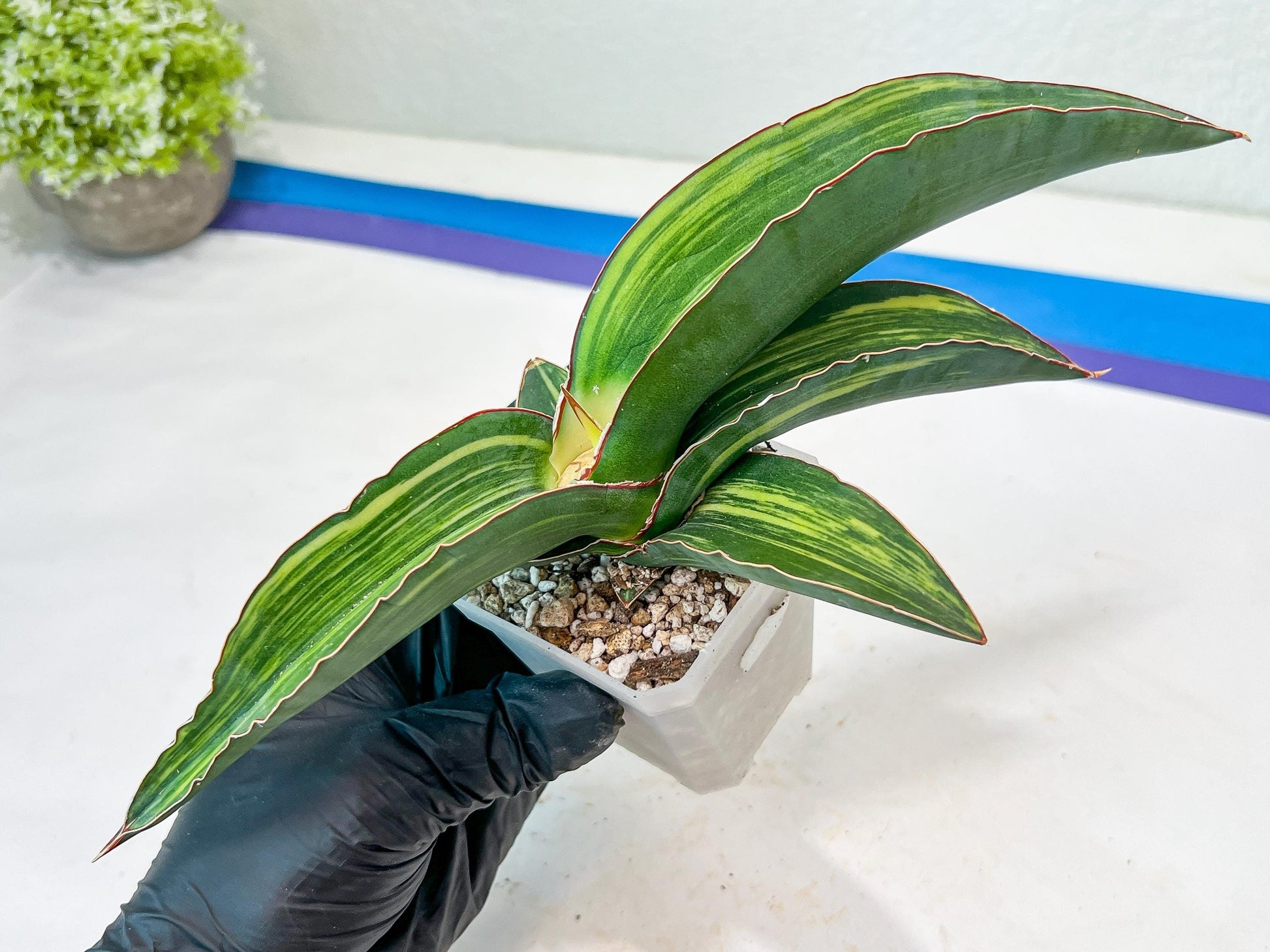 Sansevieria Robusta Var (Green) | Shipping DMG, Leaf Will Grow Back