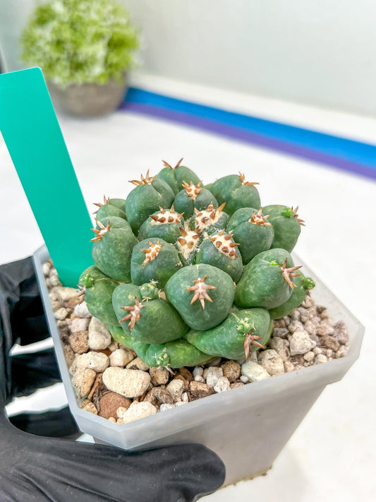 Coryphantha Elephantidens Var. Tanshi (G-Y) | Imported Cactus