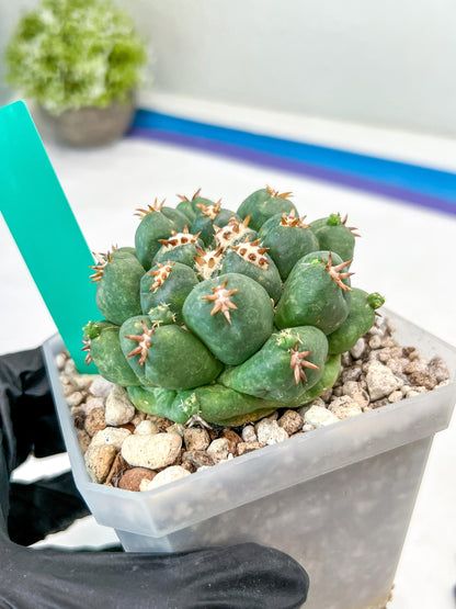 Coryphantha Elephantidens Var. Tanshi (G-Y) | Imported Cactus