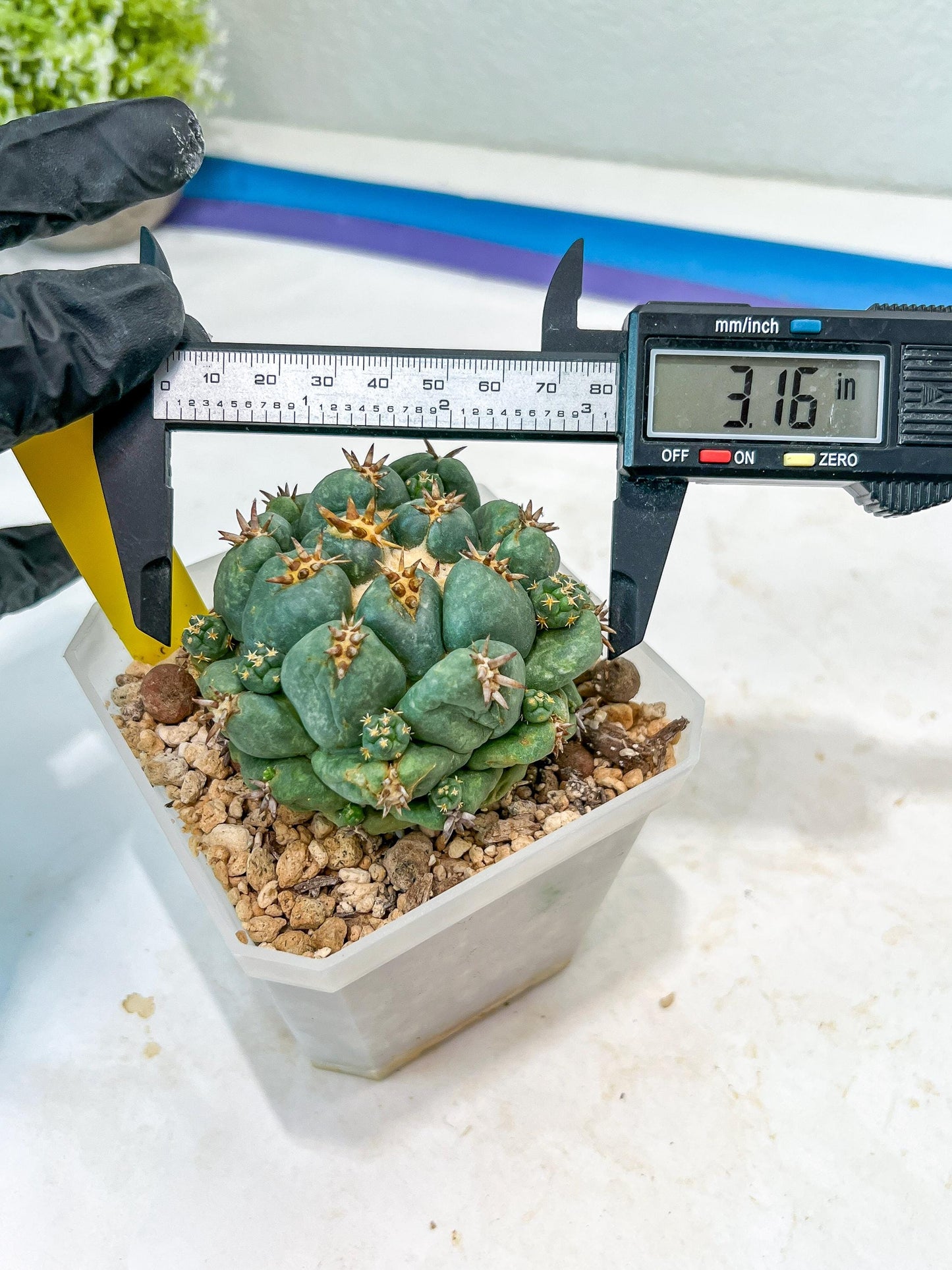 Coryphantha Elephantidens Var. Tanshi (G-Y) | Imported Cactus