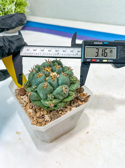 Coryphantha Elephantidens Var. Tanshi (G-Y) | Imported Cactus