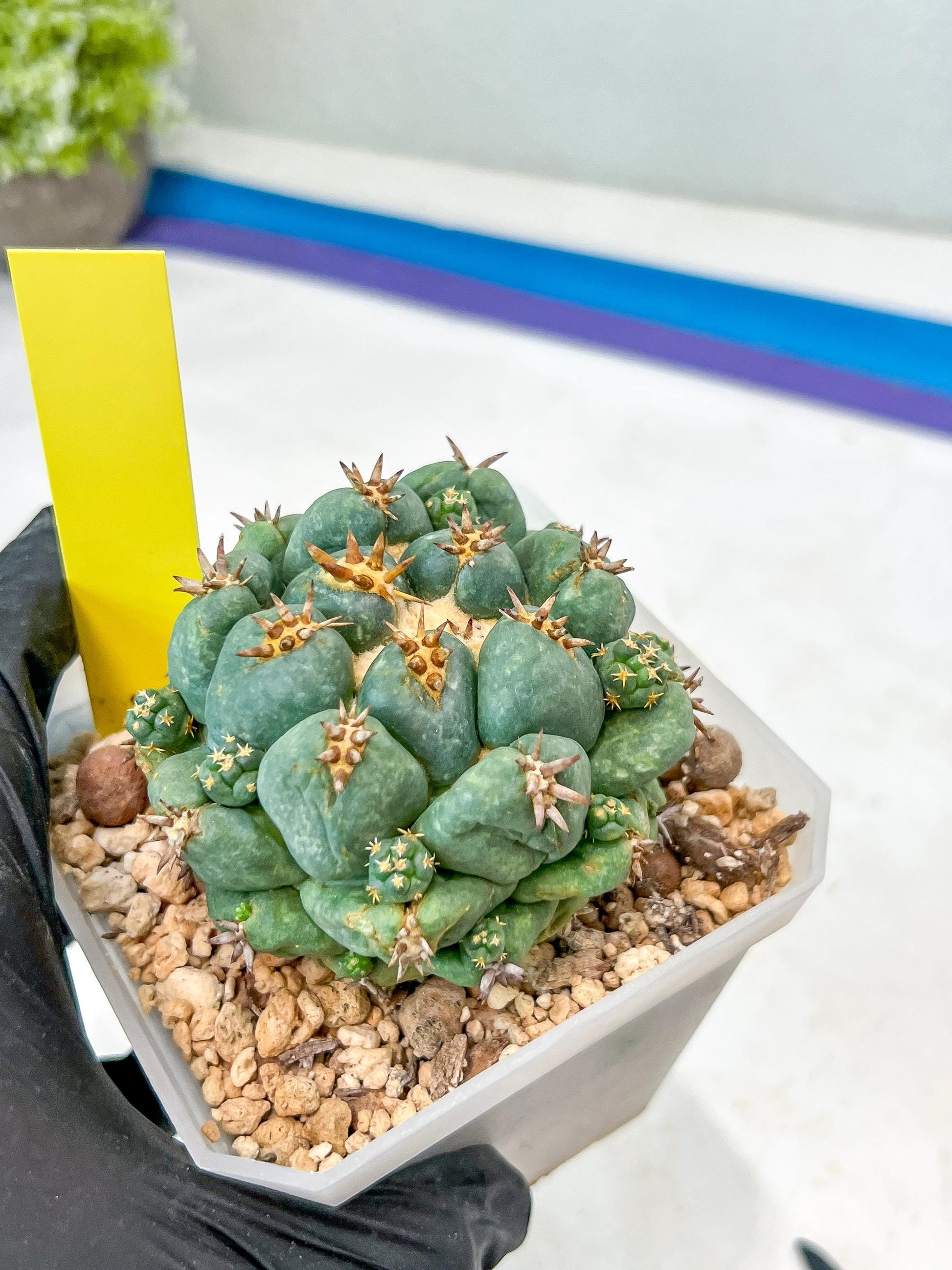 Coryphantha Elephantidens Var. Tanshi (G-Y) | Imported Cactus