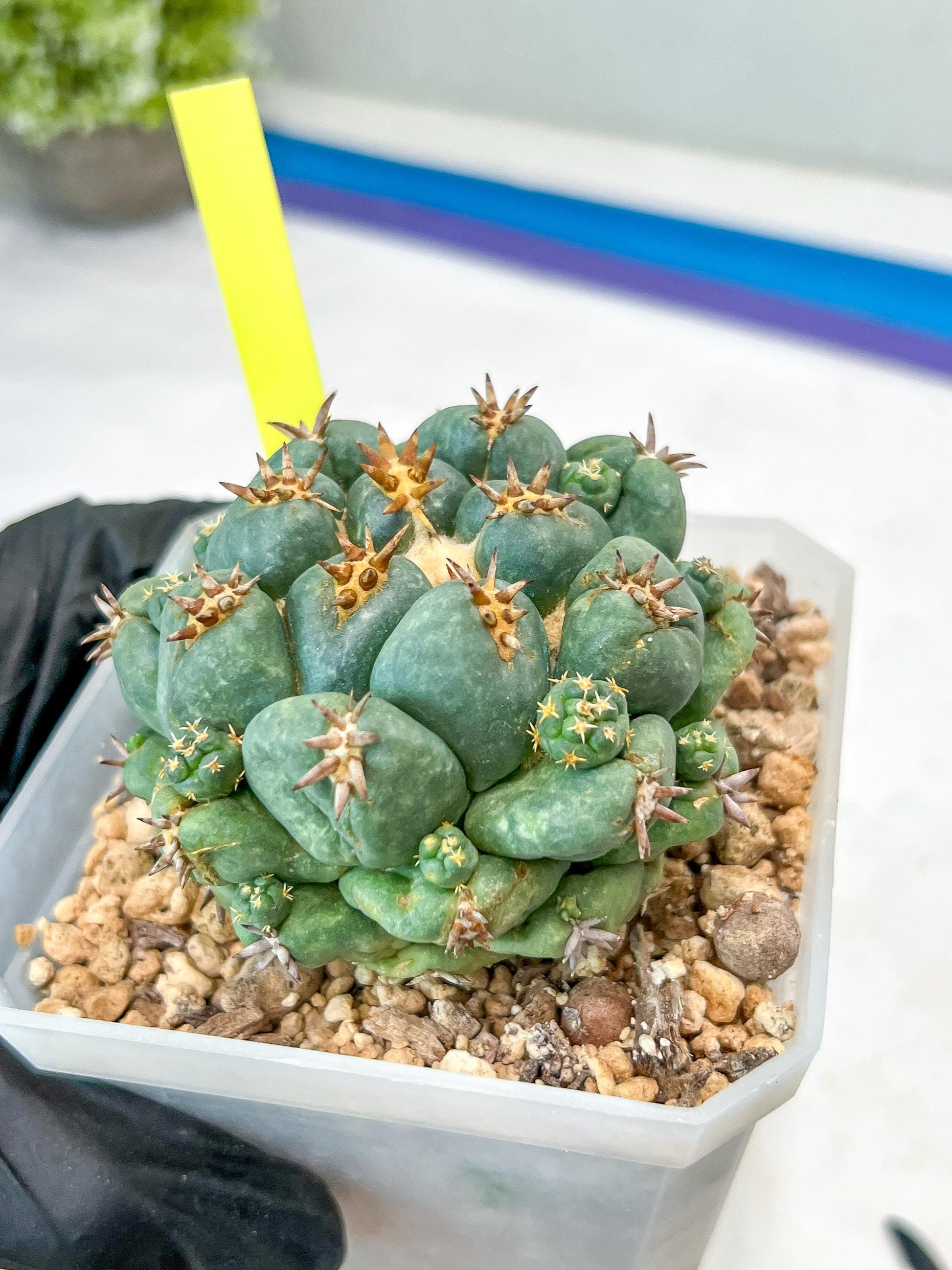 Coryphantha Elephantidens Var. Tanshi (G-Y) | Imported Cactus