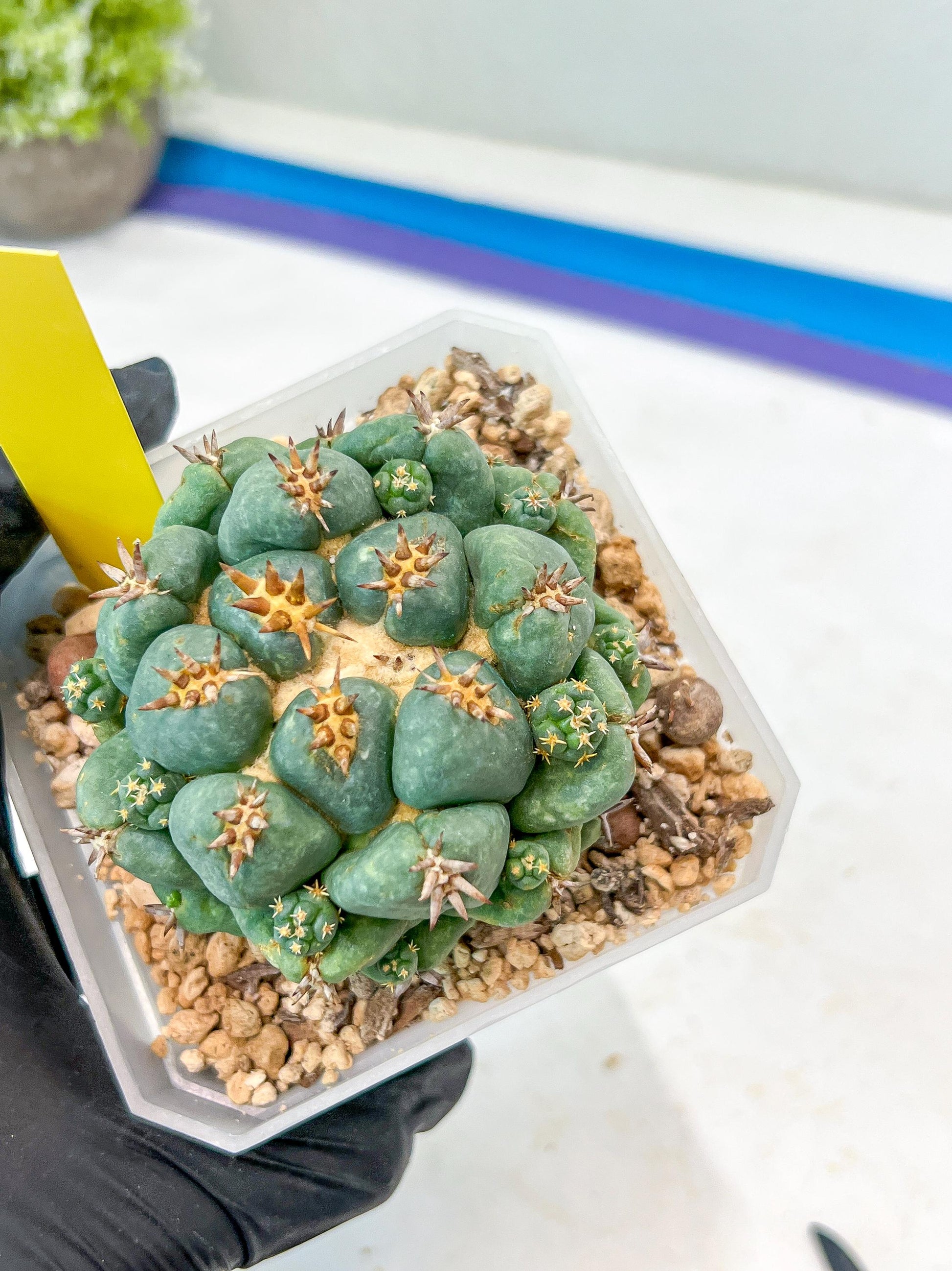 Coryphantha Elephantidens Var. Tanshi (G-Y) | Imported Cactus