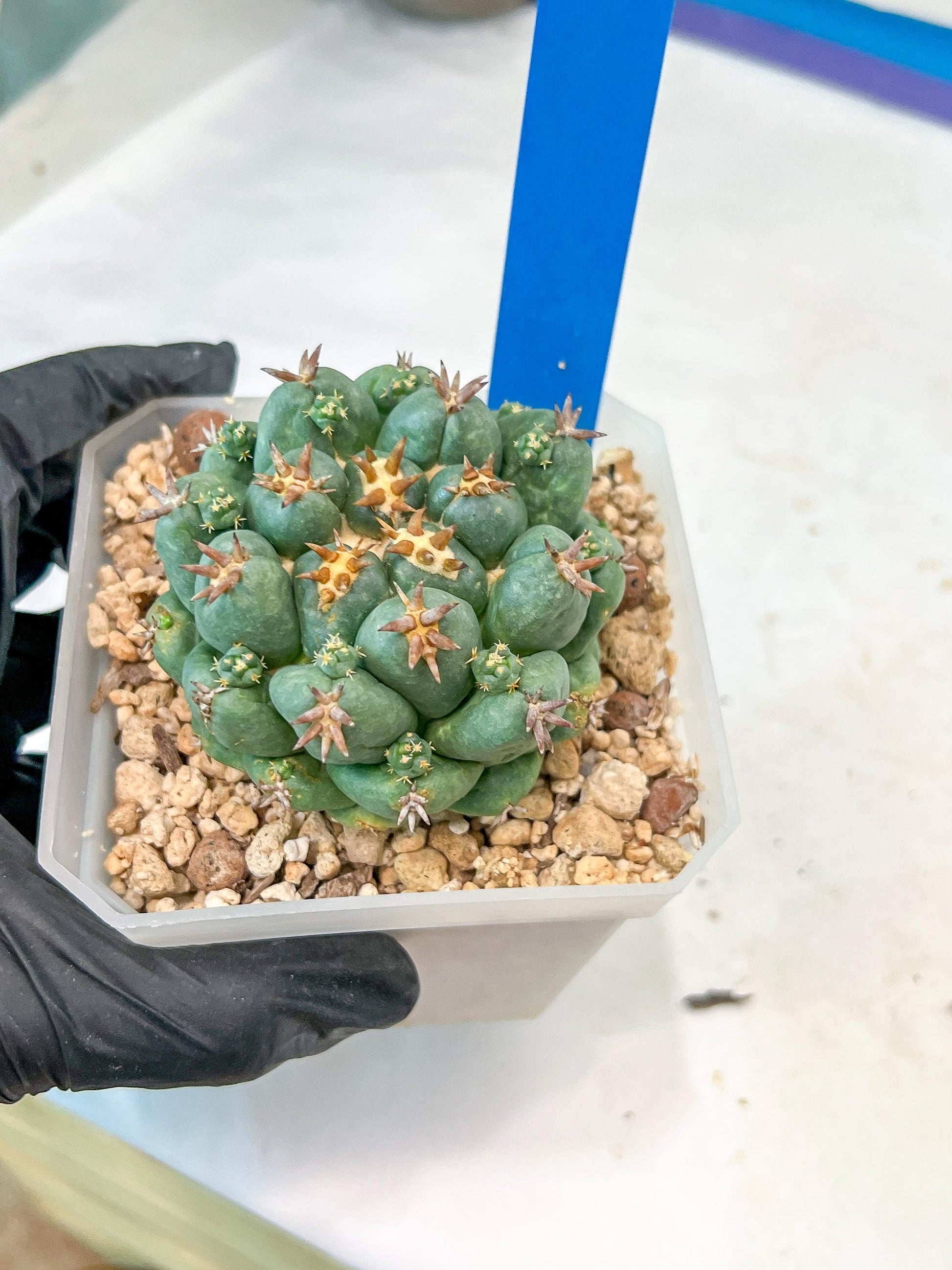 Coryphantha Elephantidens Var. Tanshi | Imported Cactus | Rare Succulent