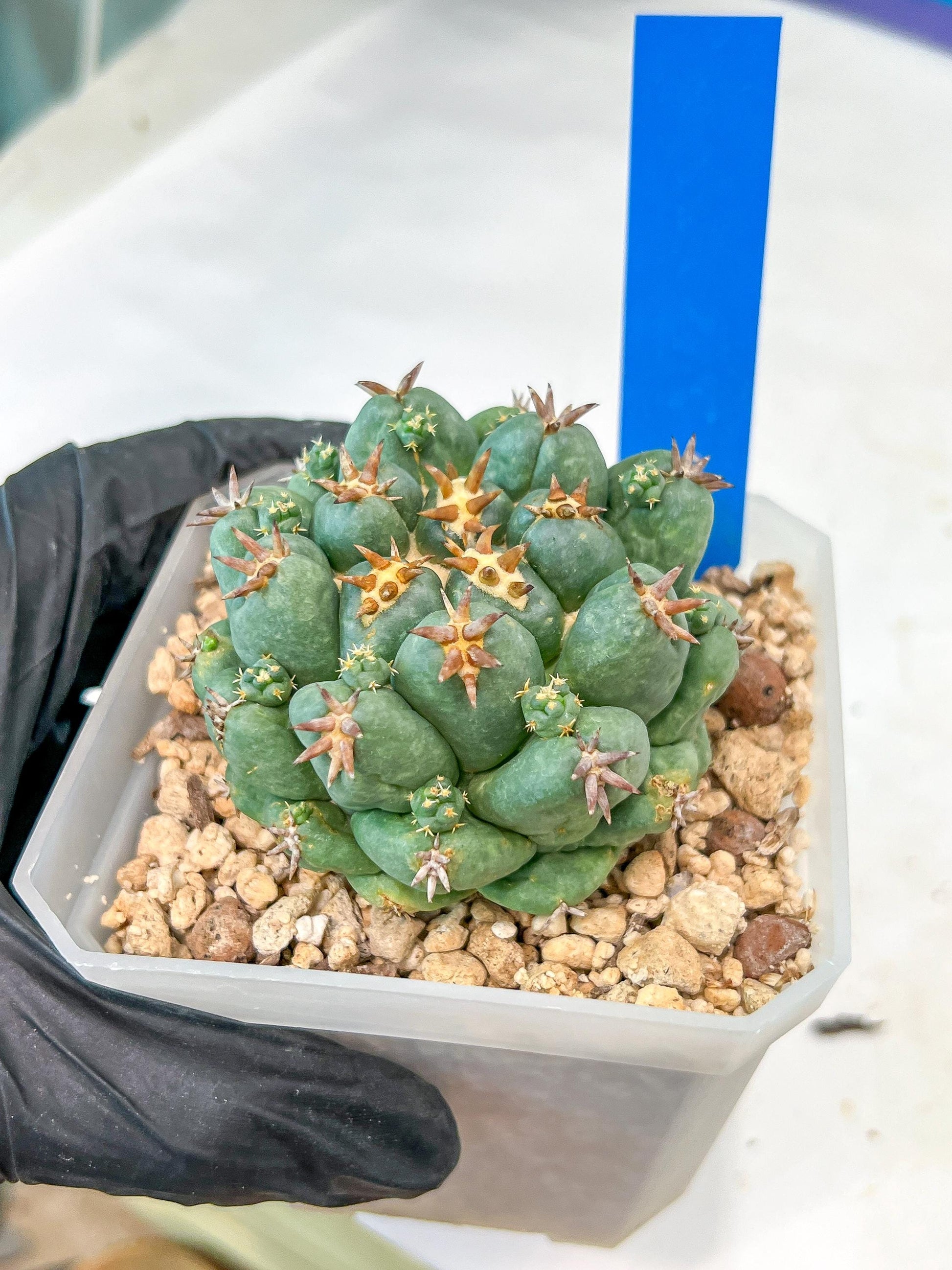 Coryphantha Elephantidens Var. Tanshi | Imported Cactus | Rare Succulent