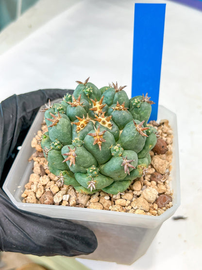 Coryphantha Elephantidens Var. Tanshi | Imported Cactus | Rare Succulent