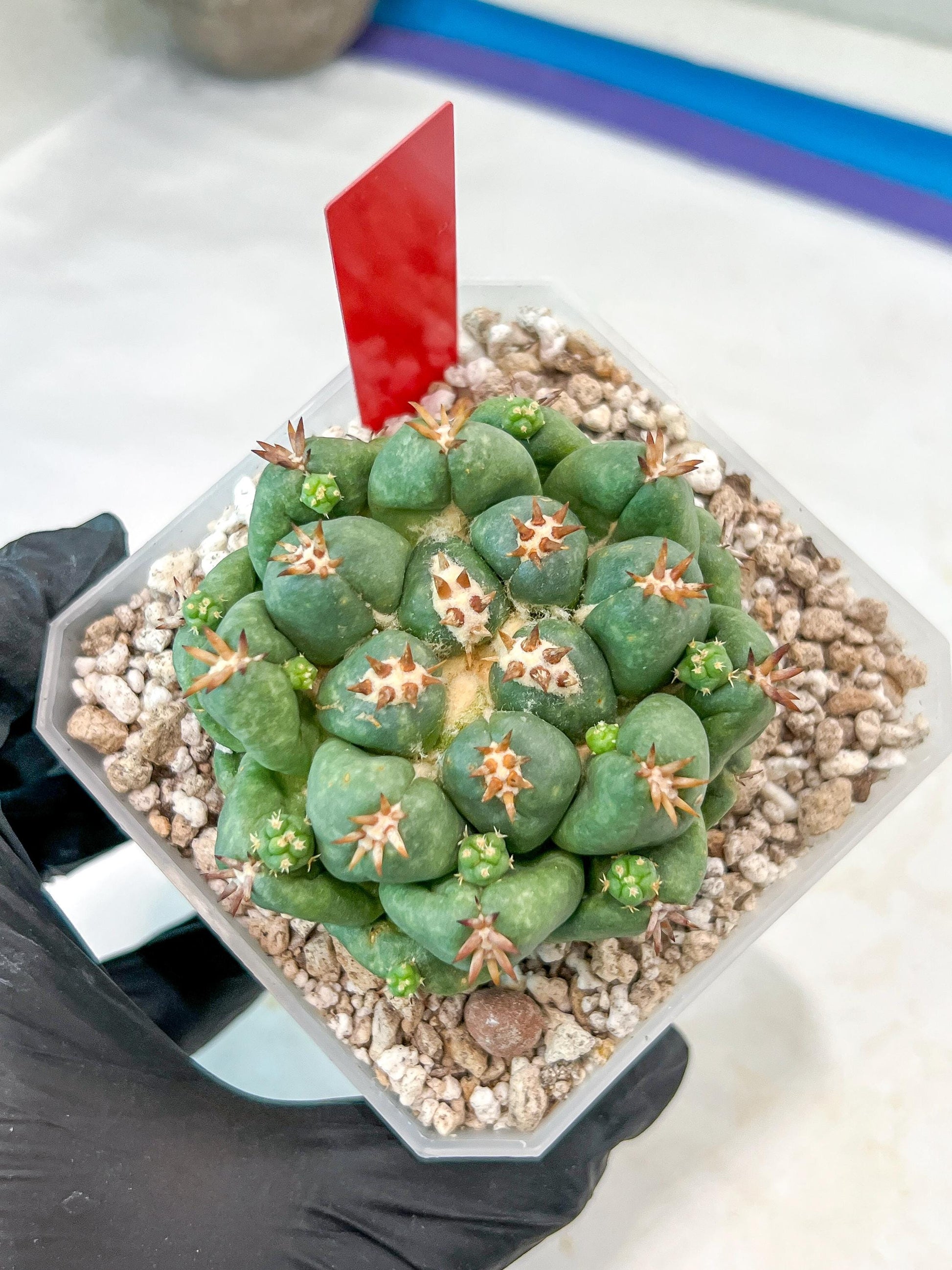 Coryphantha Elephantidens Var. Tanshi | Imported Cactus | Rare Succulent