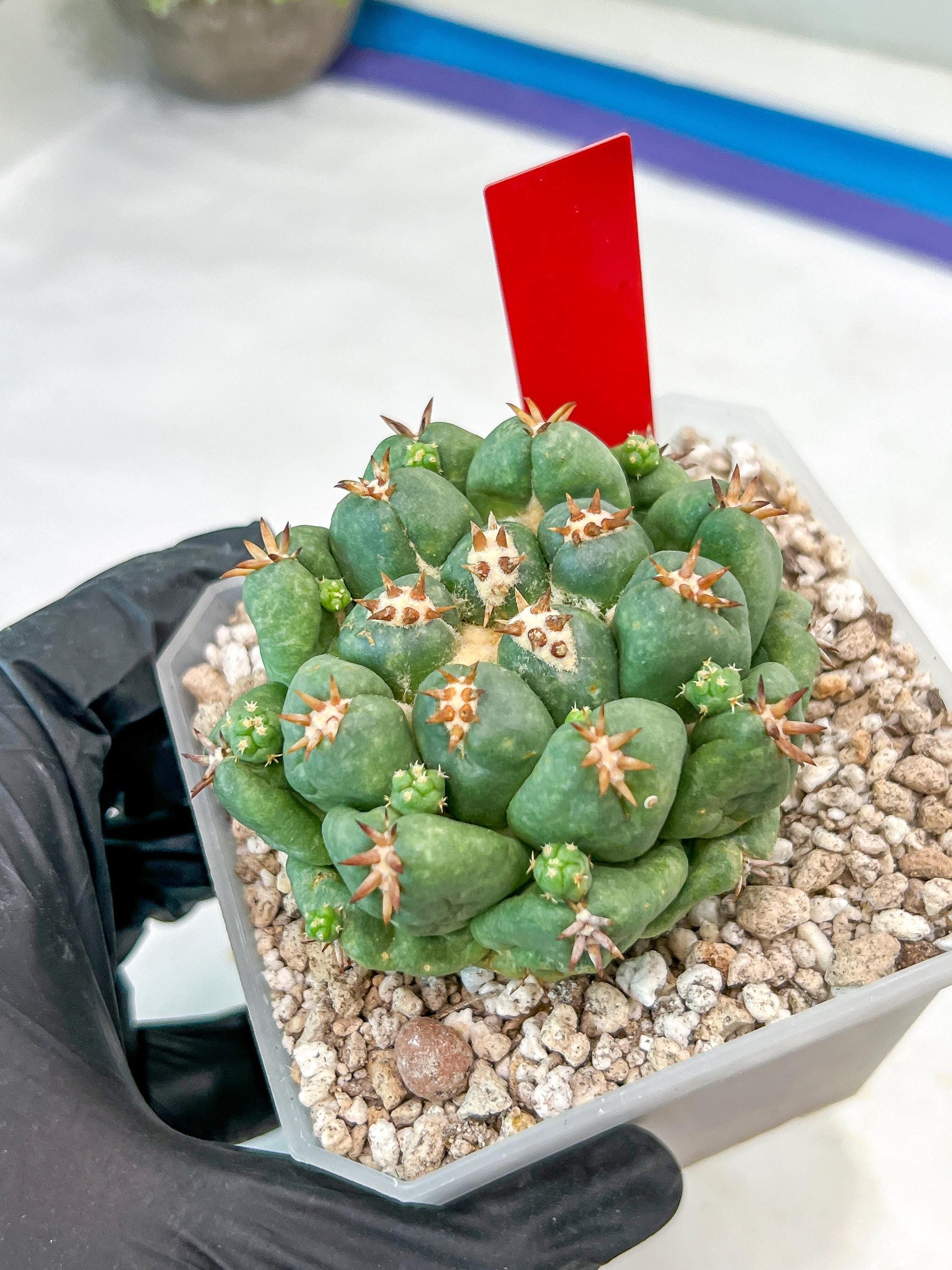 Coryphantha Elephantidens Var. Tanshi | Imported Cactus | Rare Succulent