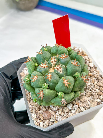 Coryphantha Elephantidens Var. Tanshi | Imported Cactus | Rare Succulent