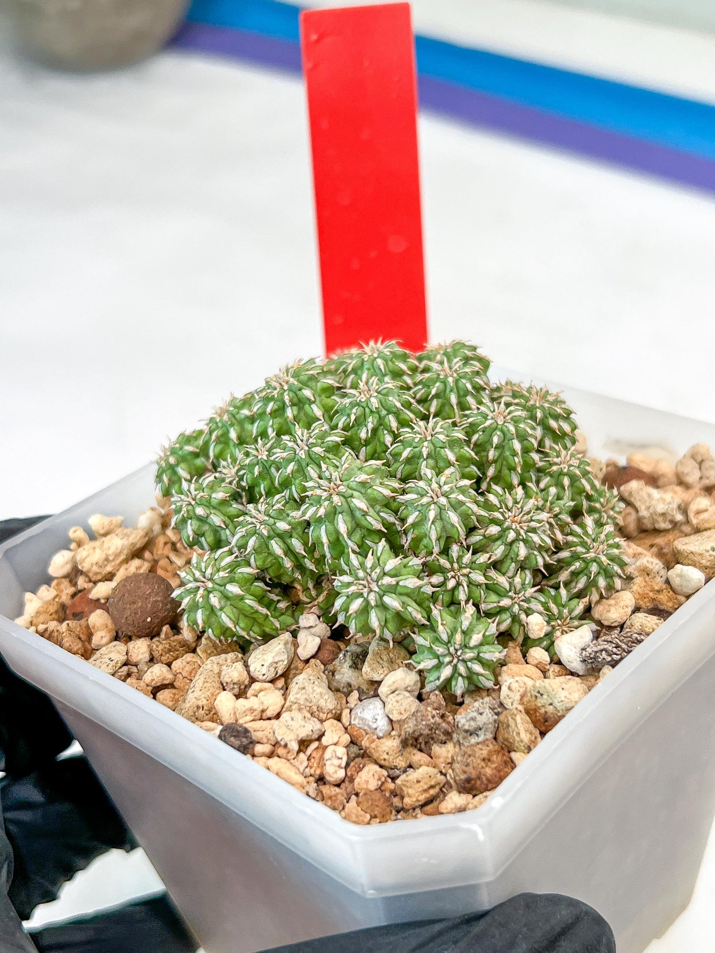 Sepulta Cluster Cactus | Imported Cactus | Rare Succulent