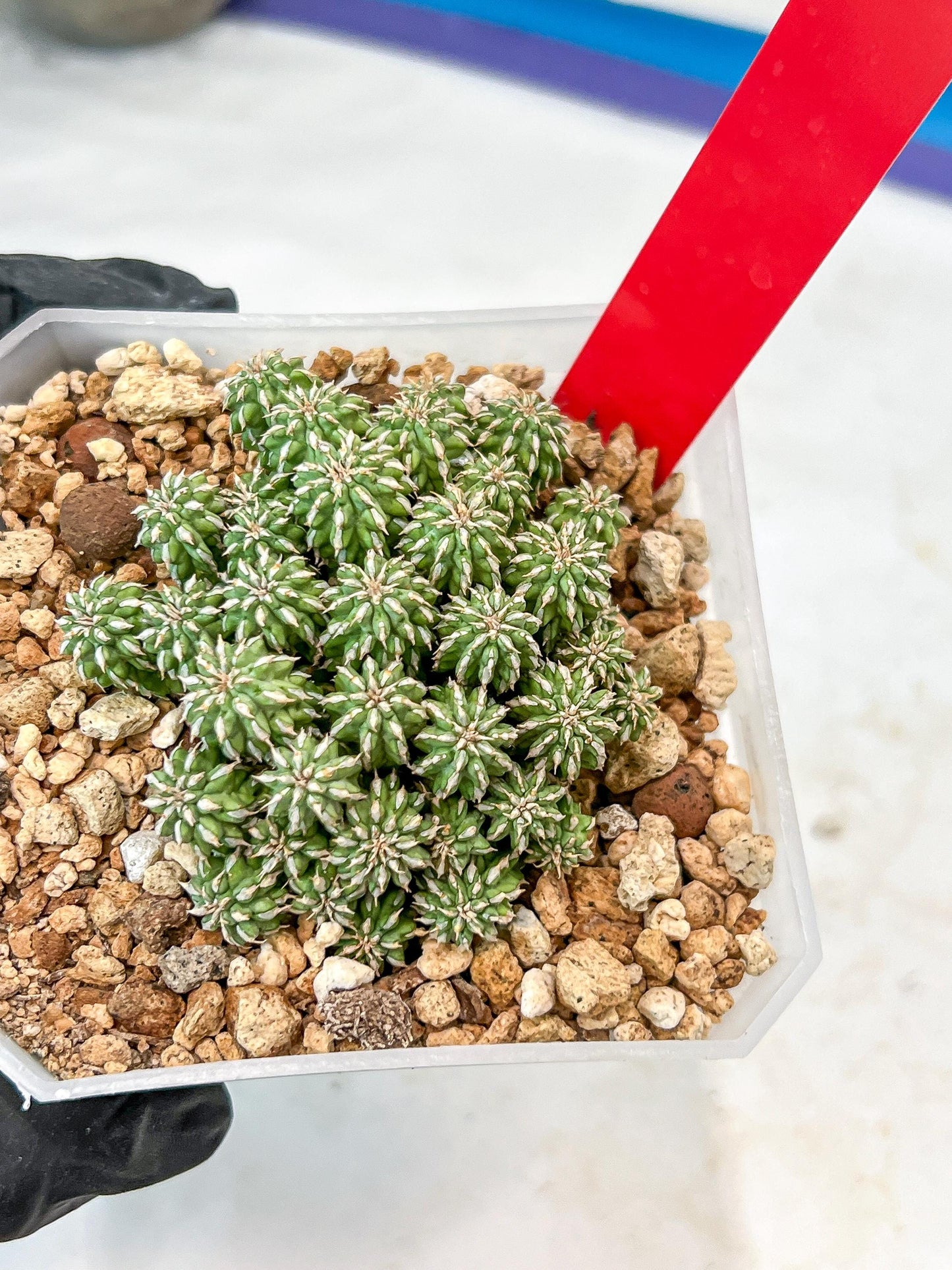 Sepulta Cluster Cactus | Imported Cactus | Rare Succulent