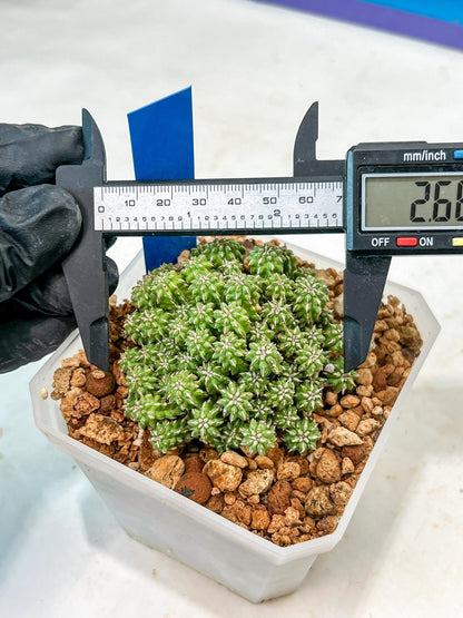 Sepulta Cluster Cactus | Imported Cactus | Rare Succulent