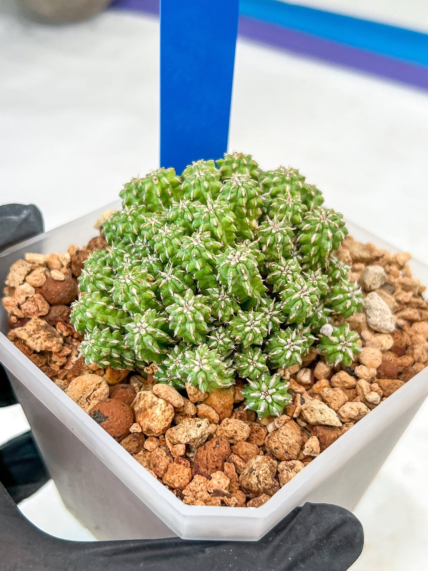 Sepulta Cluster Cactus | Imported Cactus | Rare Succulent