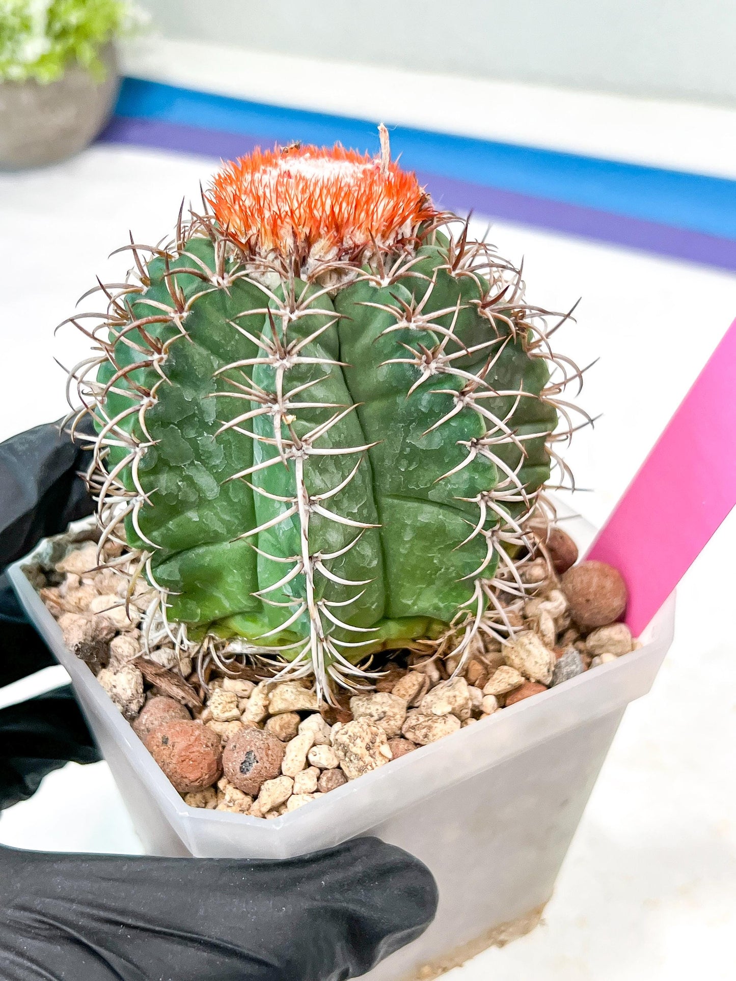 Cereus Geometrizans Matanzanus (P-G) | Turks Cap Cactus | Melon Cactus