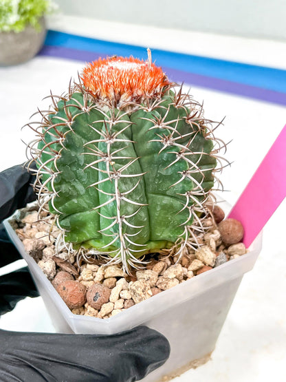 Cereus Geometrizans Matanzanus (P-G) | Turks Cap Cactus | Melon Cactus