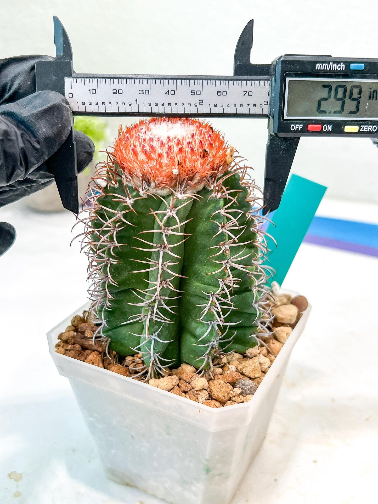 Cereus Geometrizans Matanzanus (P-G) | Turks Cap Cactus | Melon Cactus