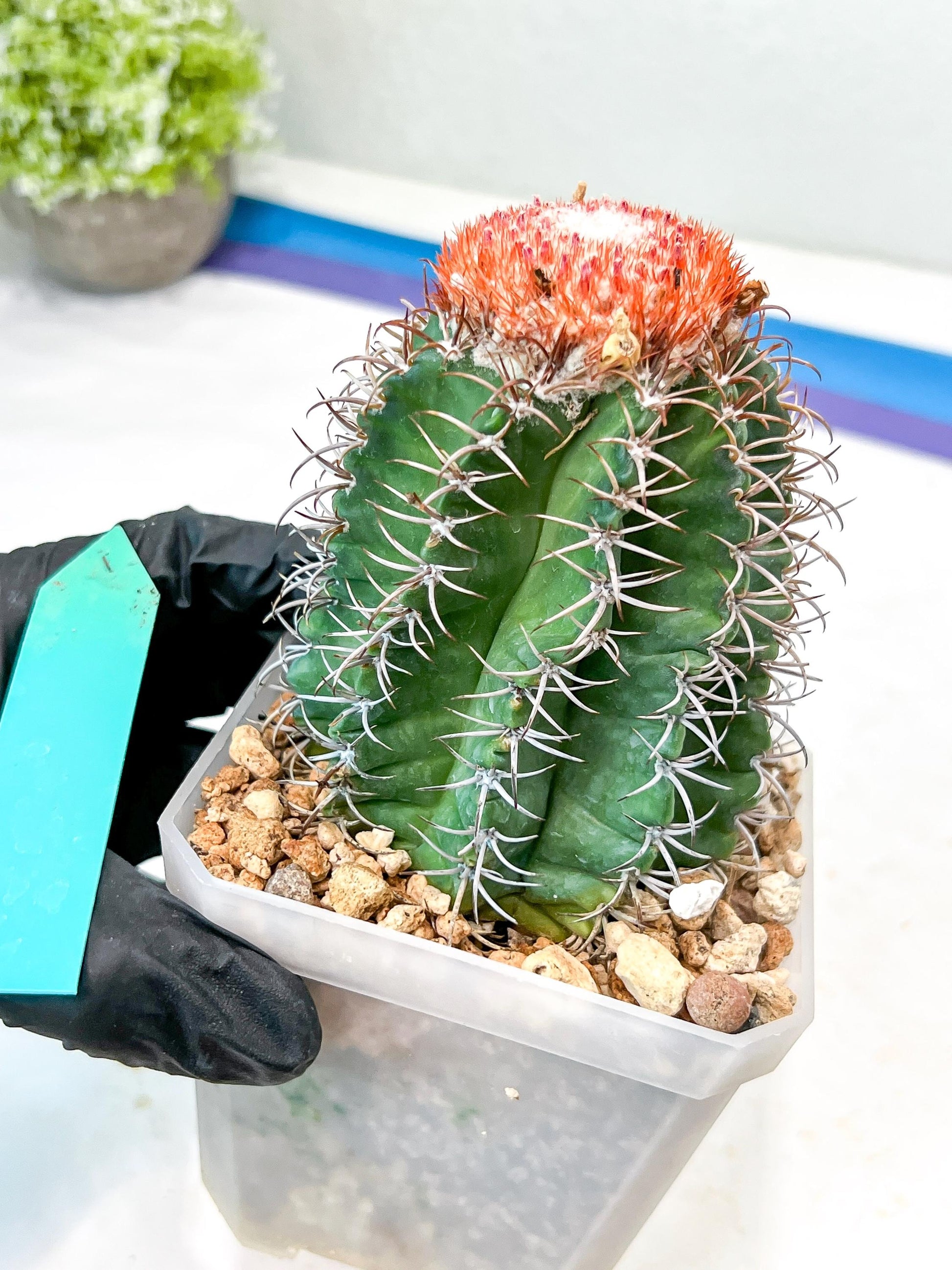 Cereus Geometrizans Matanzanus (P-G) | Turks Cap Cactus | Melon Cactus