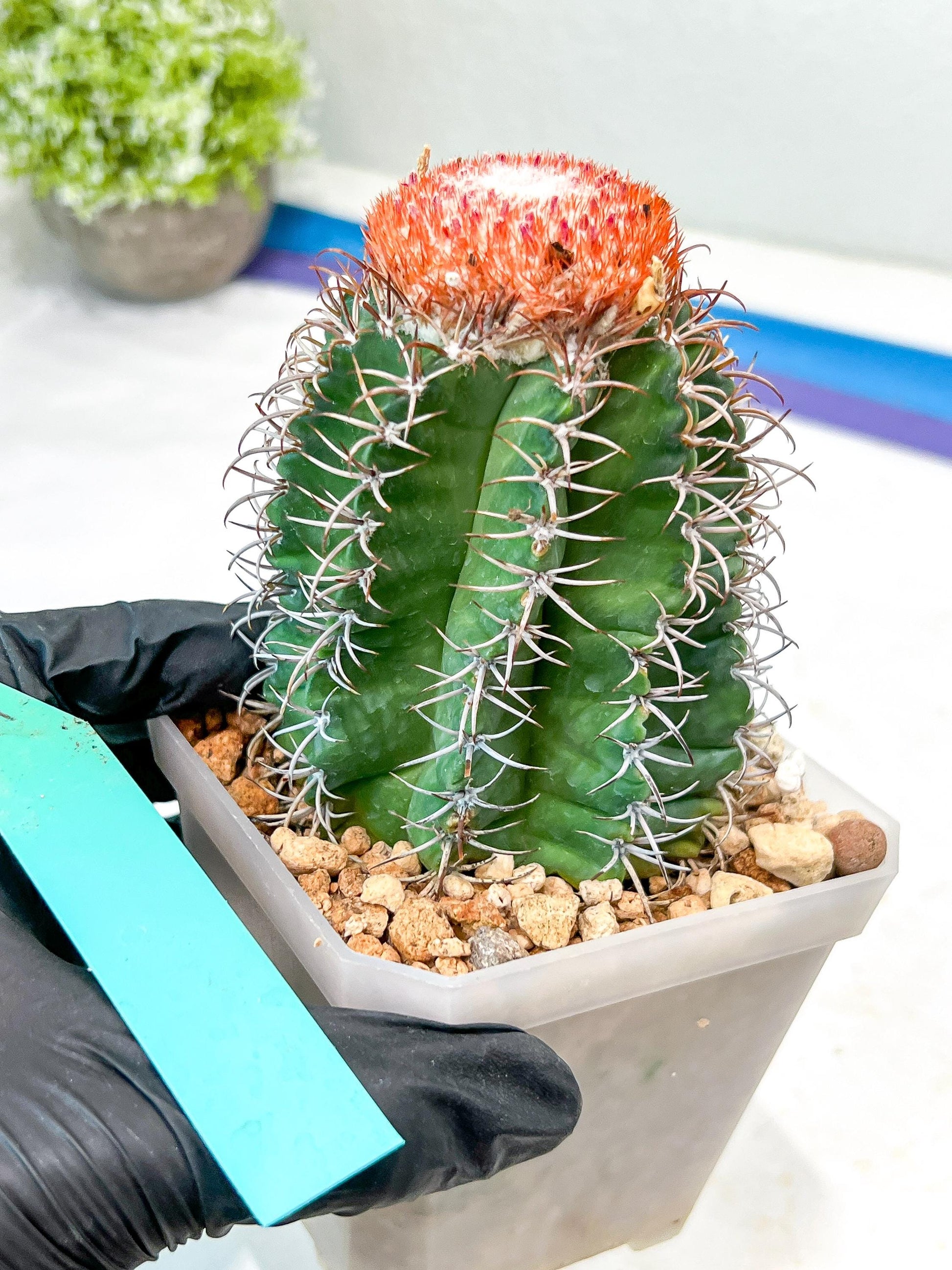 Cereus Geometrizans Matanzanus (P-G) | Turks Cap Cactus | Melon Cactus