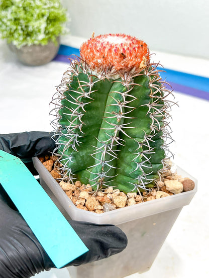 Cereus Geometrizans Matanzanus (P-G) | Turks Cap Cactus | Melon Cactus