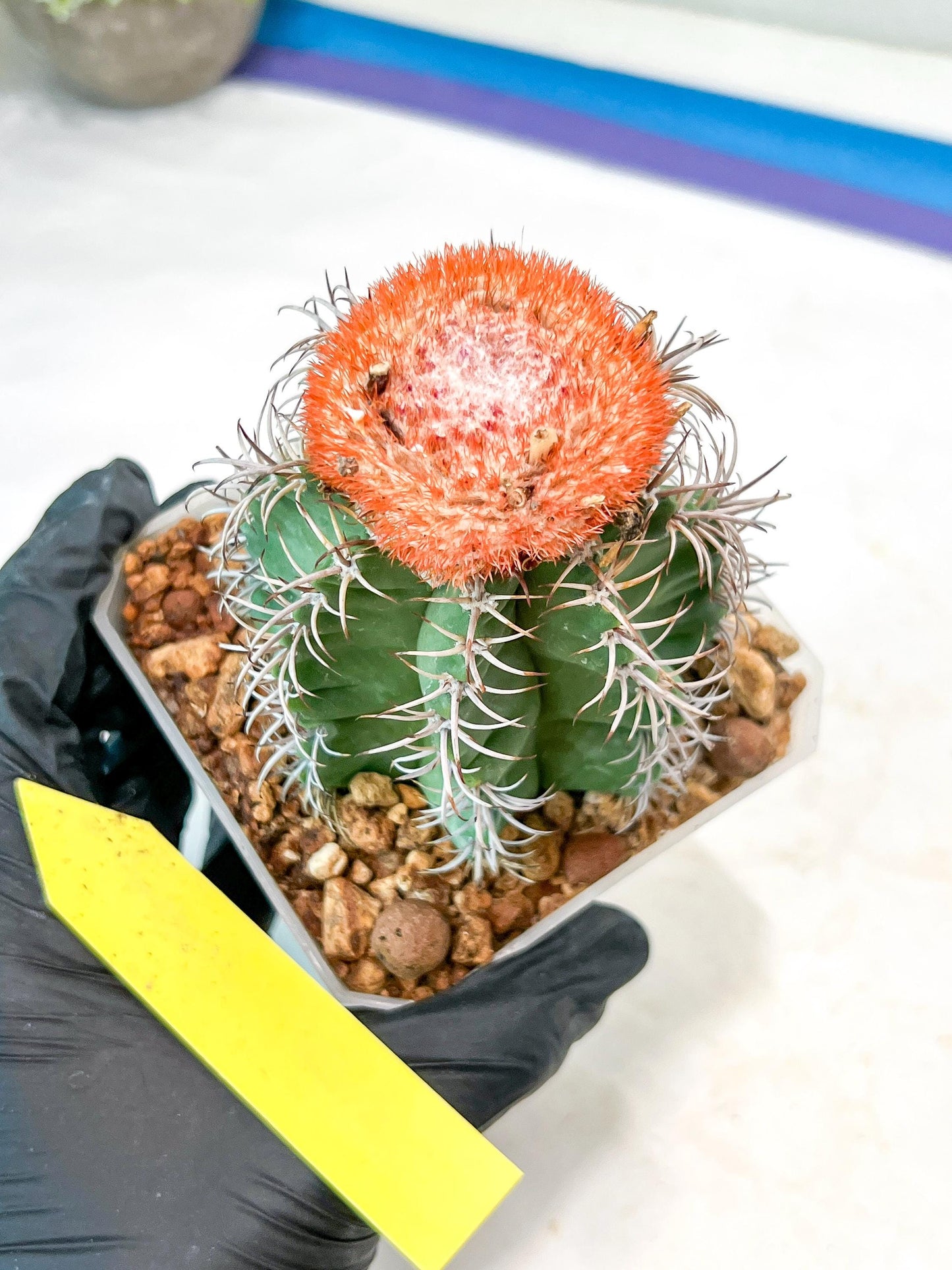 Cereus Geometrizans Matanzanus (Y-B) | Turks Cap Cactus | Melon Cactus