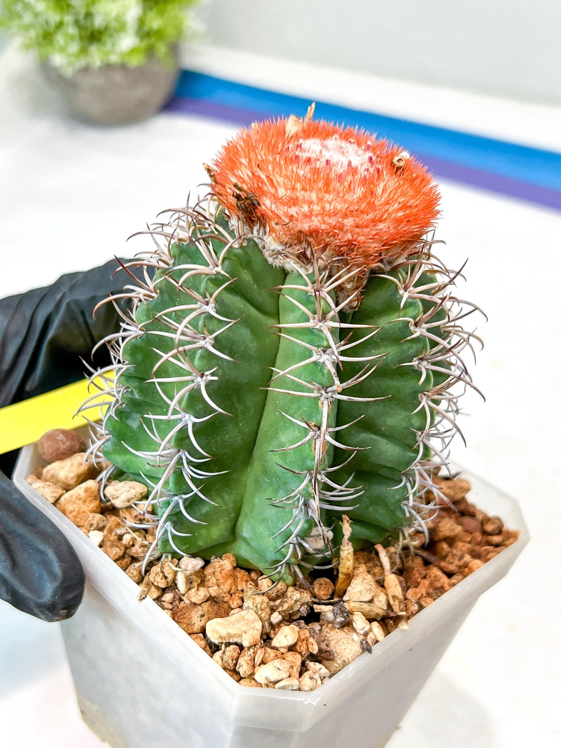 Cereus Geometrizans Matanzanus (Y-B) | Turks Cap Cactus | Melon Cactus