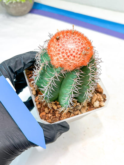 Cereus Geometrizans Matanzanus (Y-B) | Turks Cap Cactus | Melon Cactus
