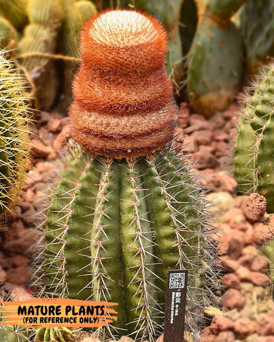 Cereus Geometrizans Matanzanus (Y-B) | Turks Cap Cactus | Melon Cactus