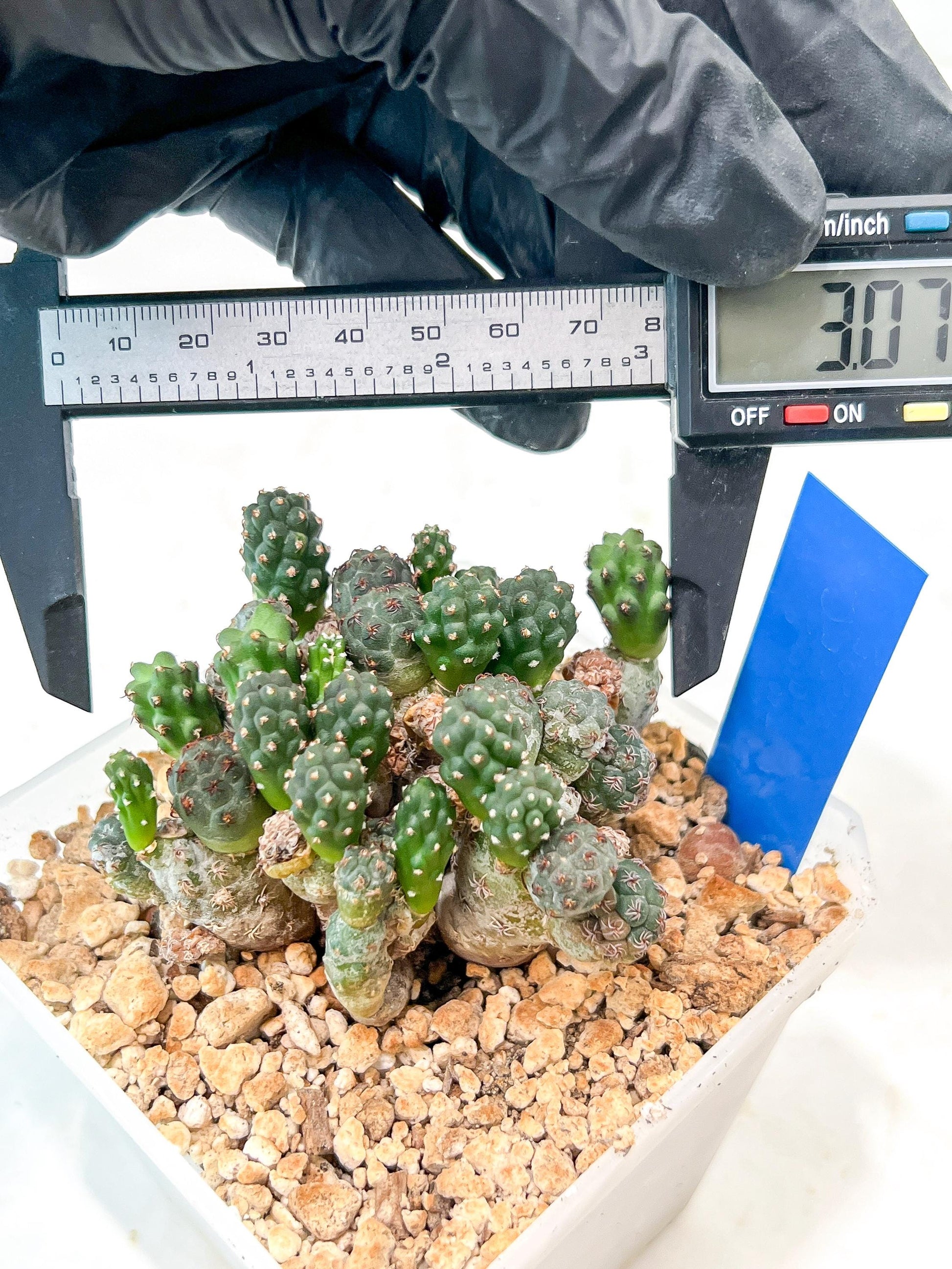 Maihueniopsis Puna Bonnieae | Imported Cactus