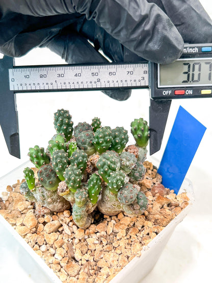 Maihueniopsis Puna Bonnieae | Imported Cactus
