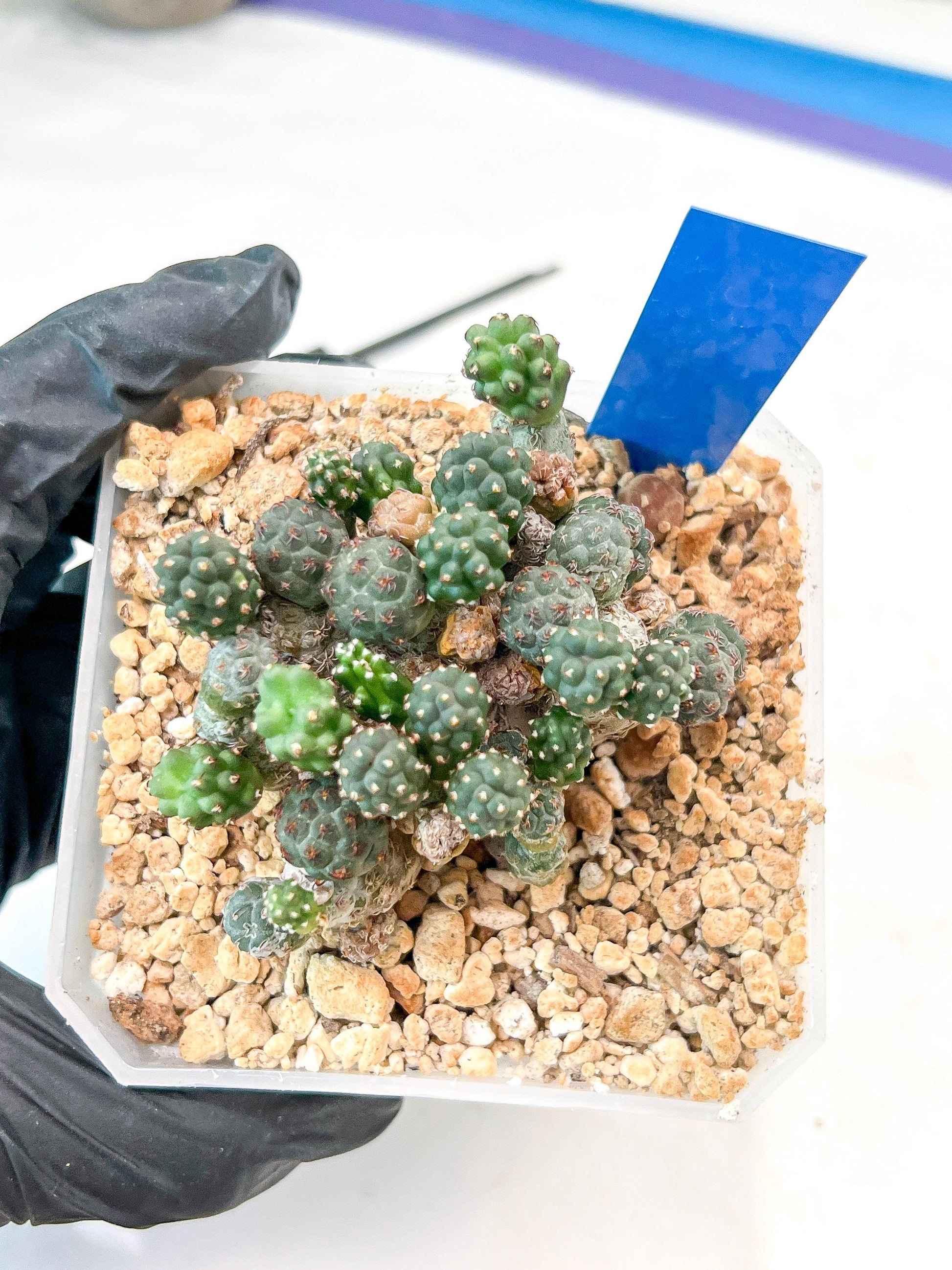 Maihueniopsis Puna Bonnieae | Imported Cactus