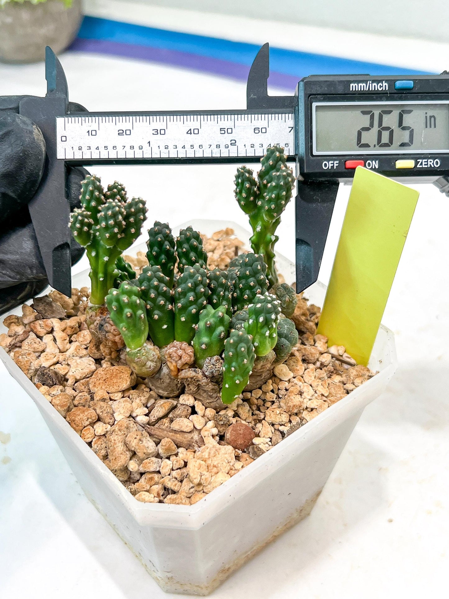 Maihueniopsis Puna Bonnieae | Imported Cactus