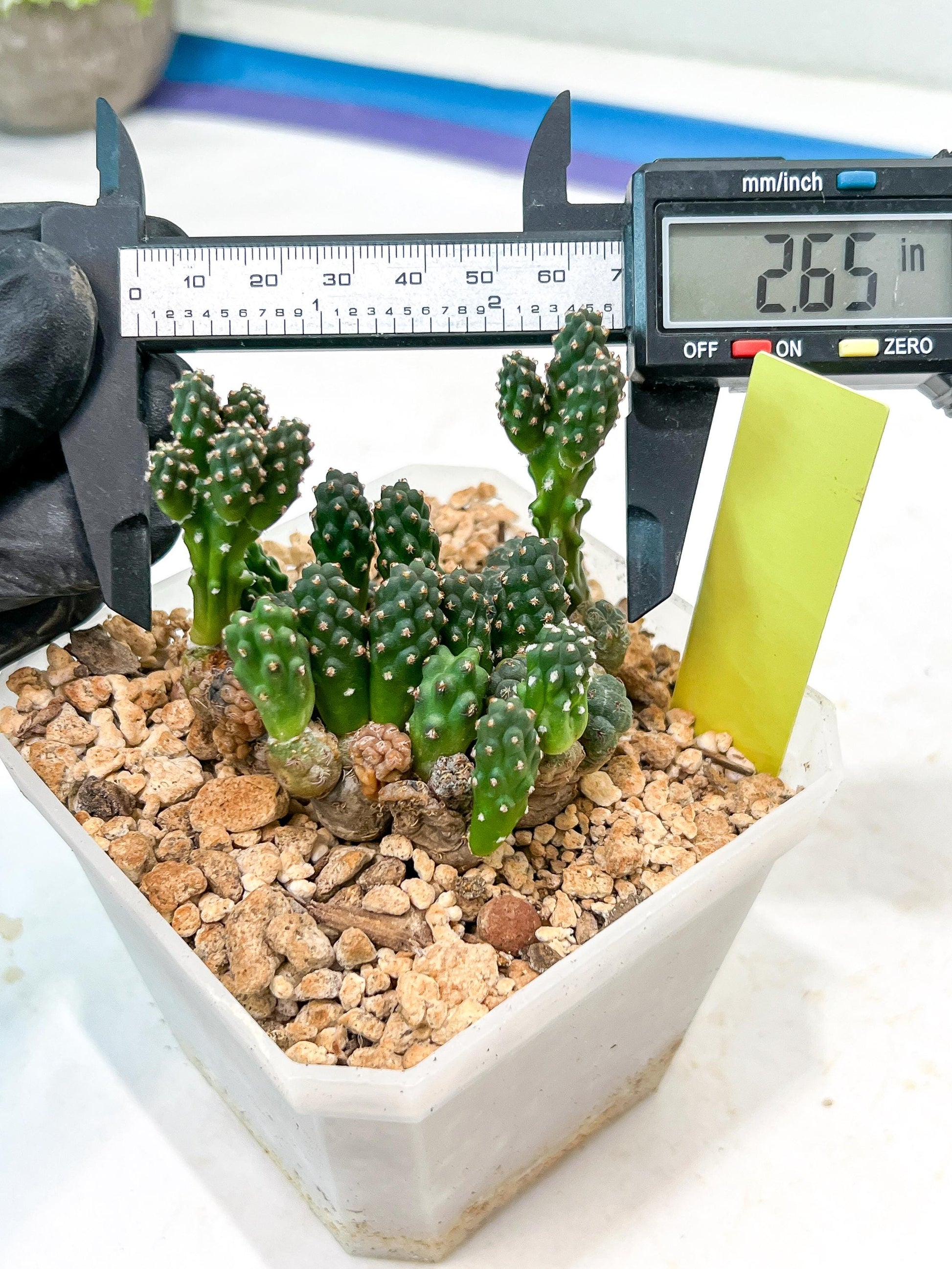 Maihueniopsis Puna Bonnieae | Imported Cactus
