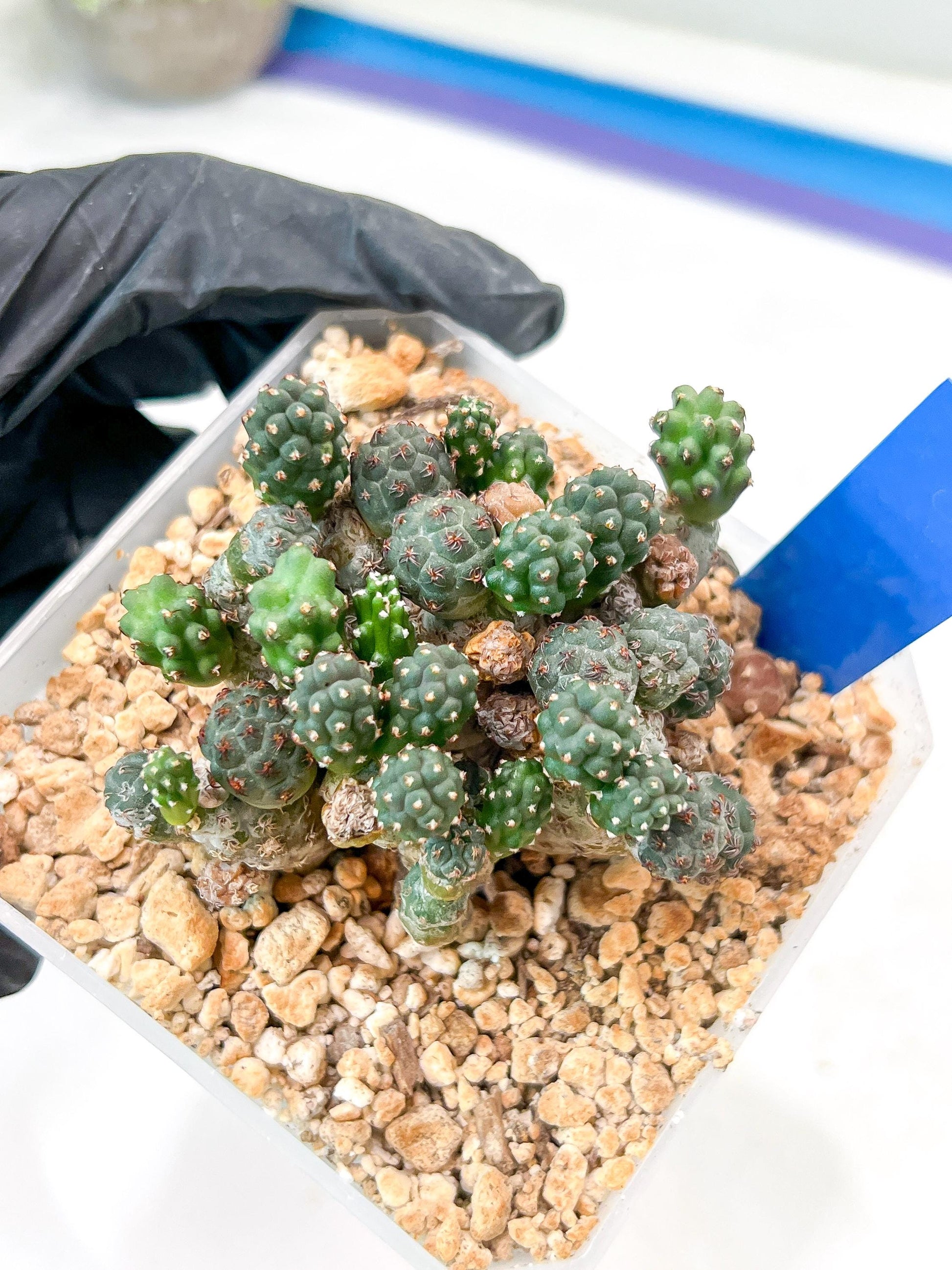 Maihueniopsis Puna Bonnieae | Imported Cactus