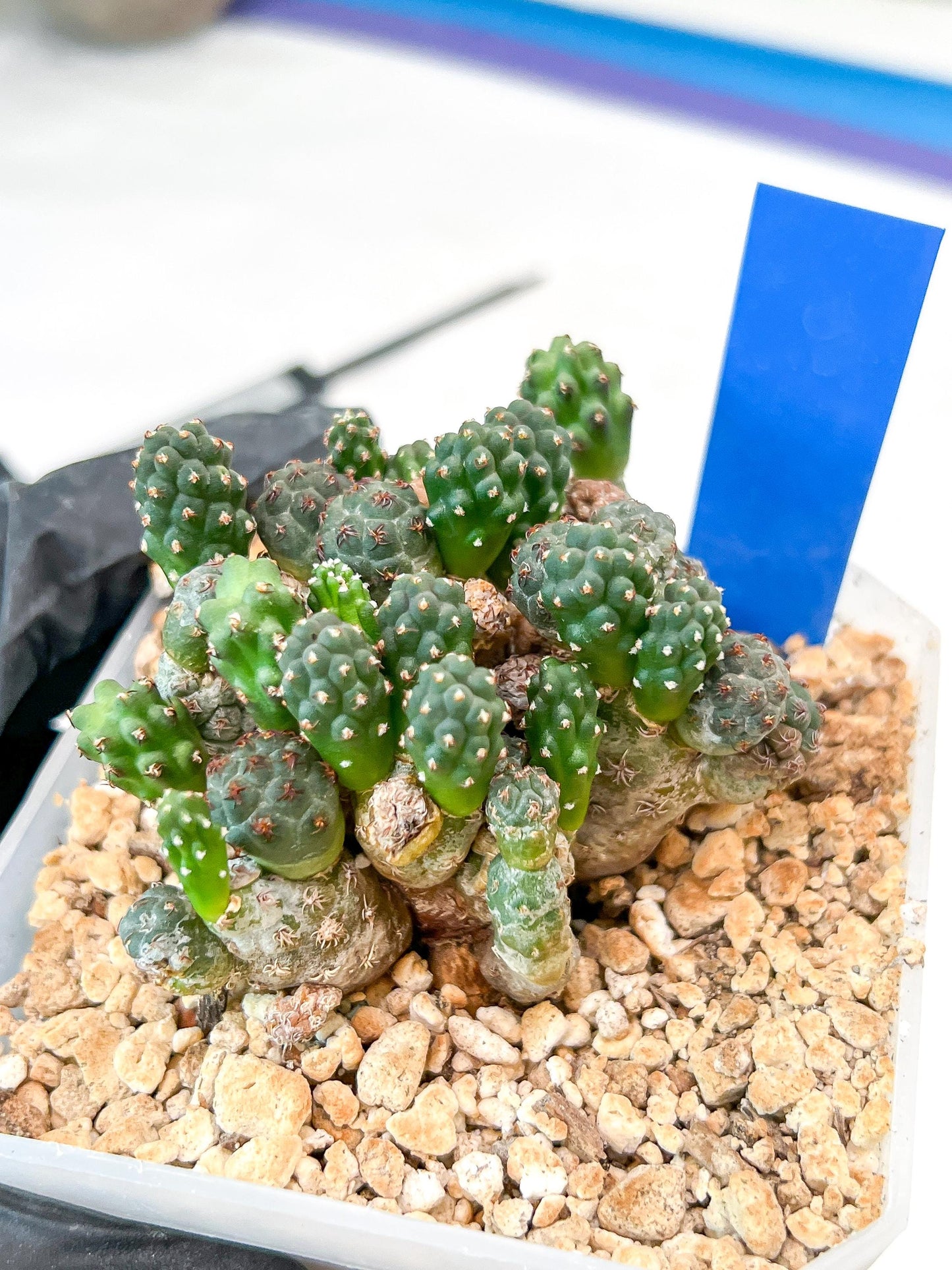 Maihueniopsis Puna Bonnieae | Imported Cactus